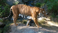 Ein indochinesischer Tiger (Symbolbild) (Bild: Wikipedia/Accipiter (CC BY-SA 3.0))