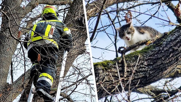 Das junge Kätzchen „Mara“ musste von den Feuerwehrmitgliedern aus luftiger Höhe gerettet werden. (Bild: zvg,Krone KREATIV)