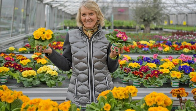 In Pinsdorf hat Angela schon die Blumen fürs Frühlingsbeet eingekauft (Bild: Fellner Klemens)
