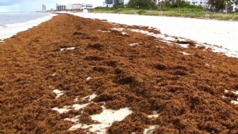 Ein gigantisches, rund 8000 Kilometer breites Seetang-Band, das sich fast über die gesamte Breite des Atlantiks erstreckt, nimmt Kurs auf die Küste Floridas. (Bild: kameraOne (Screenshot))