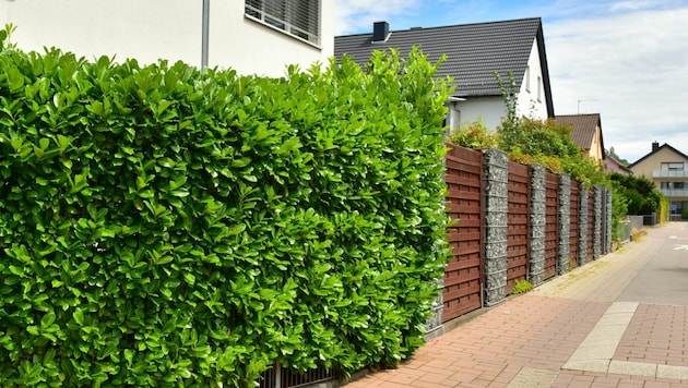 Hedges and overhanging branches from neighbors also annoy many people. (Bild: stock.adobe.co - Hermann)