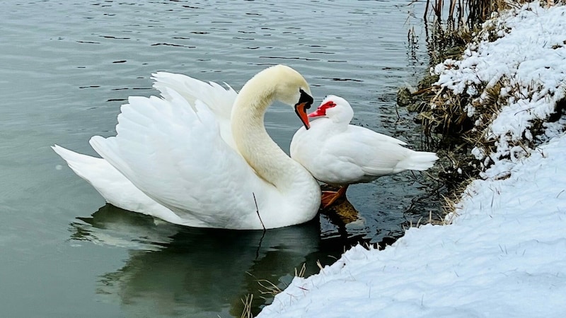 Frühlingsgefühle hatte der Schwan schon im Jänner, als er beim Turteln mit einer Moschusente gesehen wurde. (Bild: Petra Klikovits)