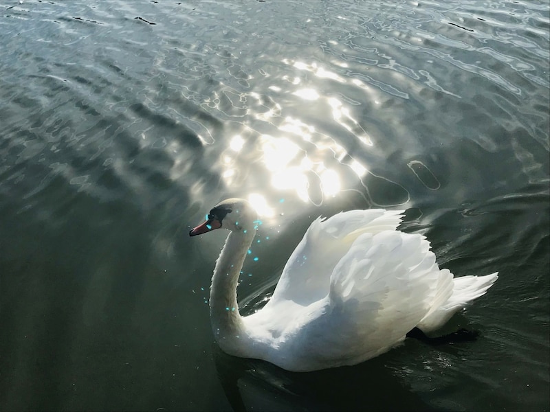 Bisher tat der elegante Wasserbewohner keiner Fliege etwas zuleide, jetzt ist alles anders. (Bild: Petra Klikovits)