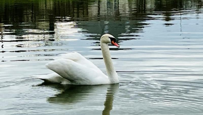 Schwäne sind die größten Entenvögel. Wegen des rein weißen Gefieders und ihres imposanten Auftretens gingen sie in zahlreiche Mythen und Märchen ein. (Bild: Petra Klikovits)