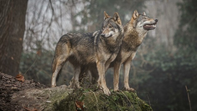 Neue Verordnung soll Herdenschutz für Nutztiere forcieren, den Menschen Angst vor Wölfen nehmen. (Bild: Manfred Binder)