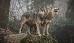 Neue Verordnung soll Herdenschutz für Nutztiere forcieren, den Menschen Angst vor Wölfen nehmen. (Bild: Manfred Binder)