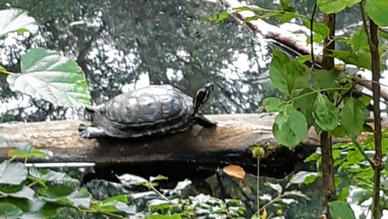 Die beiden jungen Forscher hielten ihre Entdeckung mit der Kamera fest: Es handelt sich um eine Rot- und Gelbwangen-Schmuckschildkröte, die bei uns nicht heimisch ist. (Bild: Barbara Winkler)