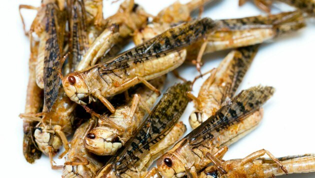 Heuschrecken gelten als das Filetstück unter den essbaren Insekten. (Bild: Mathis Fotografie)