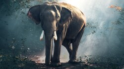 Ein Elefant in den indischen Wäldern (Symbolbild) (Bild: stock.adobe.com)