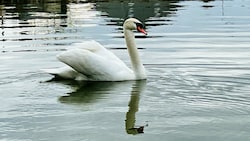 Der „Black Swan“ von Zagersdorf braucht einen Namen. Wie würden Sie ihn nennen? (Bild: Petra Klikovits)