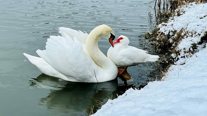 Liebe kennt keine Grenzen! Der schöne Schwan mit seiner geliebten weißen Moschusente, die inzwischen verschwunden ist. (Bild: Petra Klikovits)