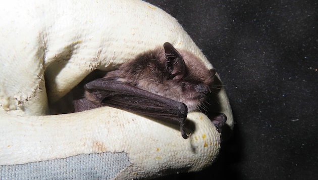 Fledermaus-Sensation in Kärnten. (Bild: Arge NATURSCHUTZ)