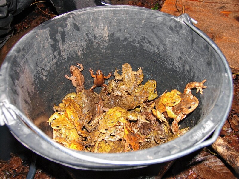 Zehntausende Frösche werden mit der Zaun-Kübel-Methode jedes Jahr gerettet. (Bild: ARGE Naturschutz)