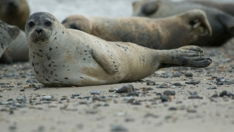 Ein Seehund (Symbolbild) (Bild: Oliver Anlauf/stock.adobe.com)