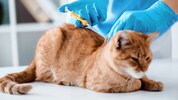 Brüssel will alle 127 Millionen Katzen in der EU chippen zu lassen, allerdings eine fast ...