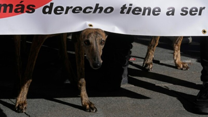 Anfang Februar fand in Madrid eine Protestaktion von Tierbesitzern statt. Sie forderten ein umfassendes Tierschutzgesetz. (Bild: The Associated Press)