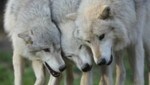 Verschiedenste Wolfsrassen werden in Ernstbrunn (NÖ) in ihrem Verhalten studiert. (Bild: Andi Leisser)