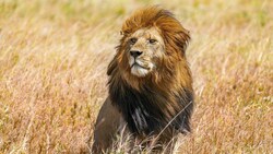 Der zwölfjährige „Bob Junior“ ist in der vergangenen Woche bei einem Revierkampf von einem jüngeren Rivalen zerfleischt worden. (Bild: Serengeti National Park/Giles Laurent (CC BY-SA 4.0))