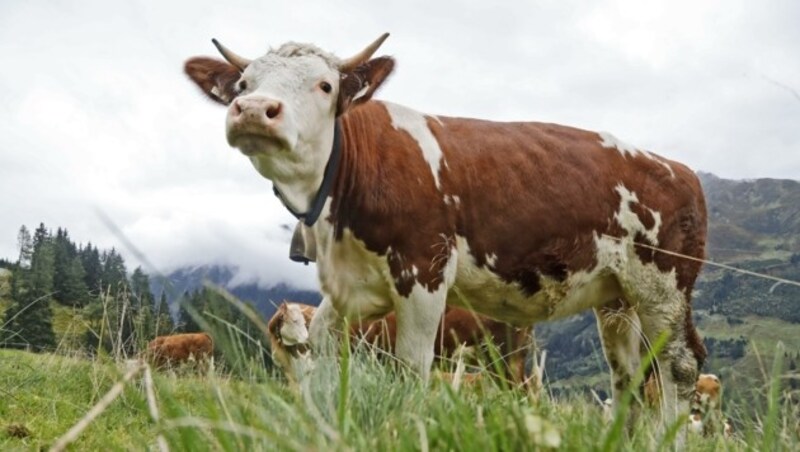 Lebensmittelpreise sind unvermindert hoch, während die landwirtschaftlichen Erzeugerpreise deutlich gesunken sind. (Bild: Christof Birbaumer)