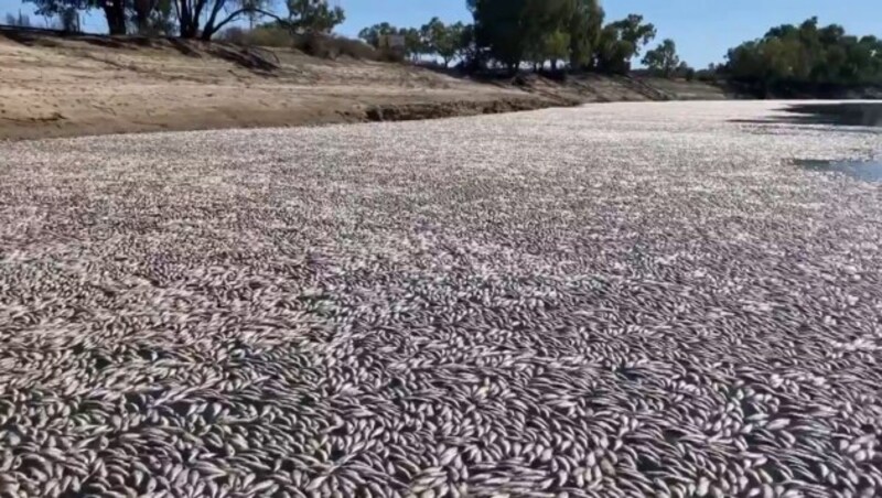 Nach Angaben der Regierung hängt das Fischsterben mit dem niedrigen Sauerstoffgehalt im Wasser (Hypoxie) zusammen, wenn das Hochwasser zurückgeht. (Bild: Courtesy of Graeme McCrabb / AFP)