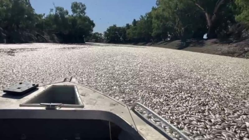 Es ist bereits das dritte Mal, dass die Region um Menindee von einem massiven Fischsterben betroffen ist. (Bild: Courtesy of Graeme McCrabb / AFP)