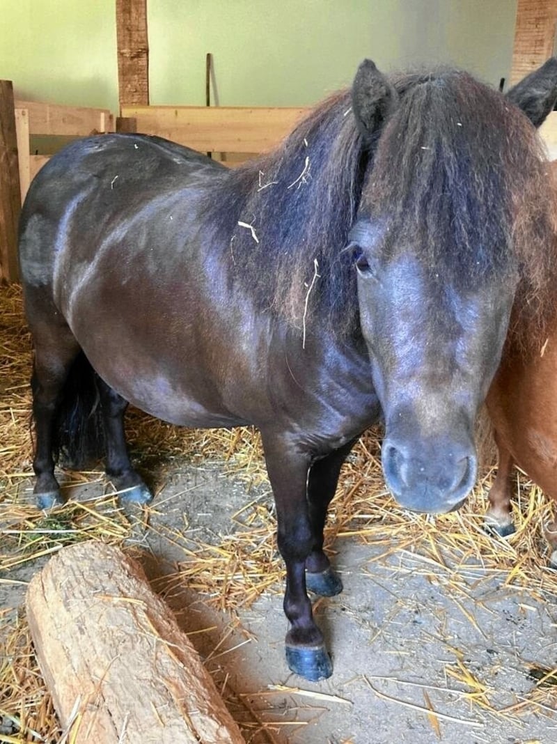 Das kleine Pferd war mit anderen Tieren nach einem Vandalenakt aus dem Gehege in Rauchwart entlaufen. (Bild: Christian Schulter)