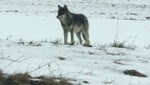 Recientemente se han avistado más lobos en el Mühlviertel (imagen: zVg)