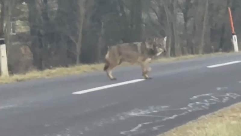 Auch in Neukirchen bei Lambach wurde ein Wolf am helllichten Tag fotografiert (Bild: ZVG)