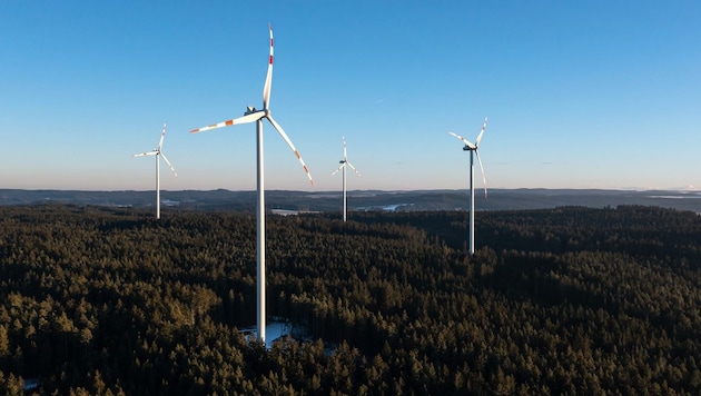 Drei Jahre lang wurden für den Windpark Borkenkäfer-Populationen untersucht. Auch die Auswirkungen auf Pilze wurden erforscht. (Bild: Klaus Rockenbauer)