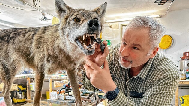 Präparatormeister Eric Leitner mit dem überfahrenen Wolf, den er für die Nachwelt so erhalten hat. (Bild: Wallner Hannes)