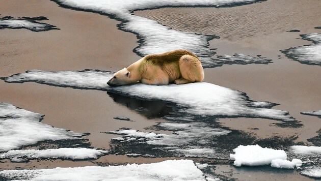 Durch den Klimawandel verschwindet auch das ewige Eis dramatisch schnell. (Bild: AFP/Ekaterina ANISIMOVA)