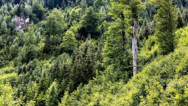 Unser Wald: Wir brauchen ihn und er braucht uns; mehr denn je (Bild: ÖBf/F.Lindmoser)