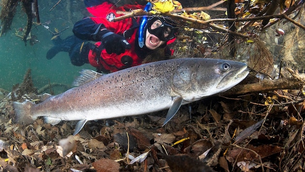 Der Huchen ist der größte Forellenfisch in unseren Gewässern. Doch die Giganten werden immer seltener. (Bild: stock.adobe.com)