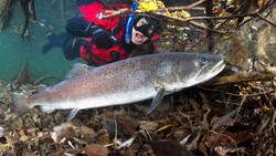 Der Huchen ist der größte Forellenfisch in unseren Gewässern. Doch die Giganten werden immer seltener. (Bild: stock.adobe.com)
