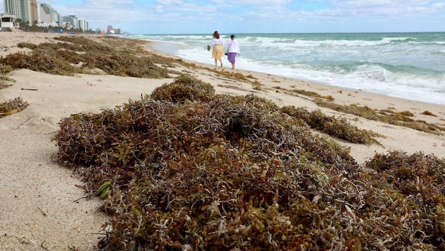 Hier in Florida wurde die stinkende Algenmasse bereits an Land gespült. (Bild: AFP/JOE RAEDLE)