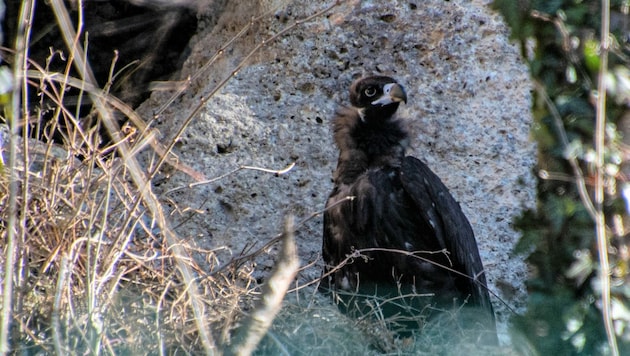 Der dreijährige Mönchsgeier „Yoyo“ ist seit Jänner im Salzburger Zoo daheim. (Bild: Zoo Salzburg)