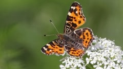 Das Landkärtchen im leuchtend orangen Frühlingskleid. (Bild: fotofreakdgy - stock.adobe.com)