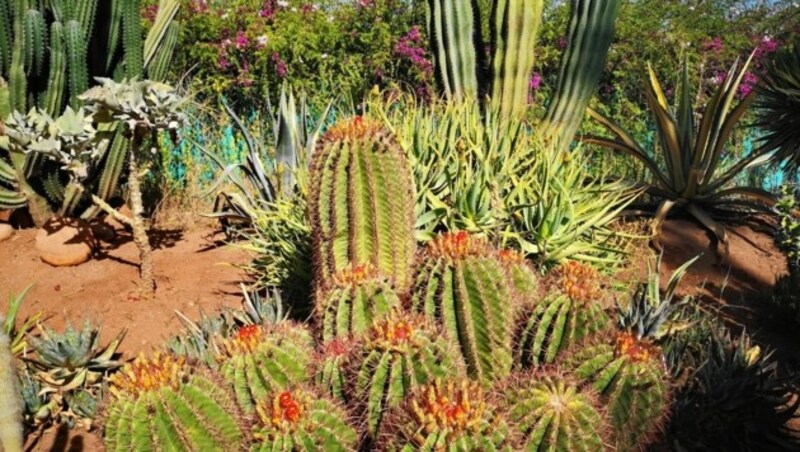 Kakteen, Palmen und andere Pflanzen verzaubern die Besucher im Heller-Garten „Anima“. (Bild: Tomas - stock.adobe.com)