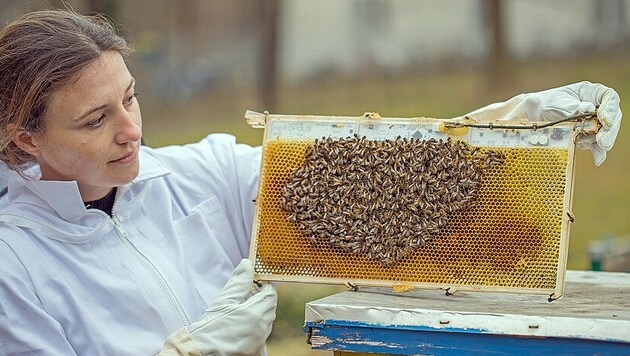 Hightech im Bienenstock: Die smarte Wabe mit Roboter-Elementen kann die Temperatur steuern und die Gesundheit der Insekten überwachen. (Bild: Uni Graz/Artificial Life Lab/Projekt Hiveopolis)