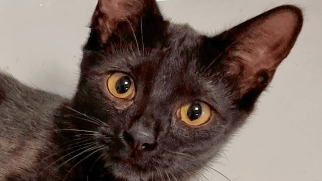 Die gerettete Katze „Blacky“ kam mit Verbrennungen davon. (Bild: Schulter Christian)