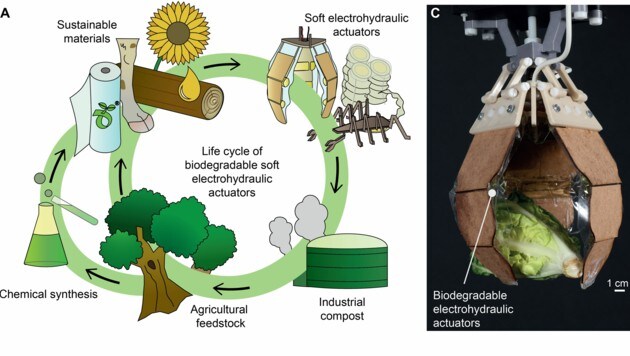 Basis des kompostierbaren Roboter-Muskels sind Gelatine, Öl und Biokunststoff. (Bild: science.org)