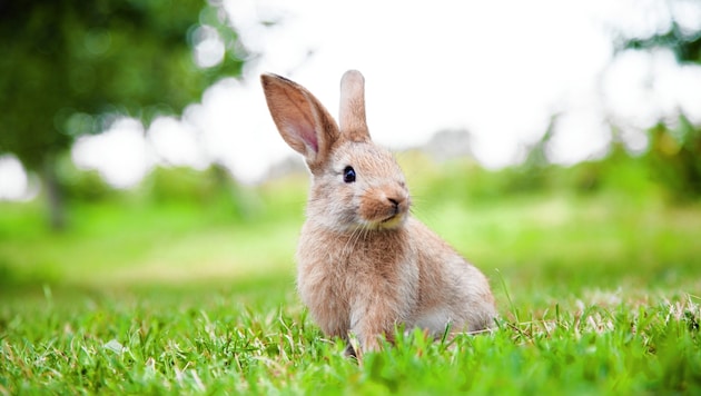 Kaninchen sind anspruchsvolle Tiere, die ausreichend Platz und andere Artgenossen brauchen. Leider werden viele falsch gehalten. (Bild: Smart Future - stock.adobe.com)