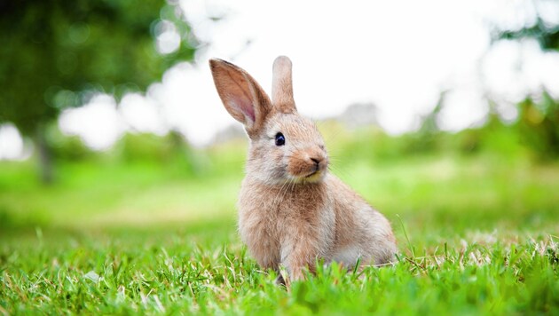 Kaninchen sind anspruchsvolle Tiere, die ausreichend Platz und andere Artgenossen brauchen. Leider werden viele falsch gehalten. (Bild: Smart Future - stock.adobe.com)