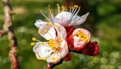 Die Marillenblüte ist in der Wachau zum touristischen Zugpferd geworden. (Bild: Leserreporter / Herta K.)
