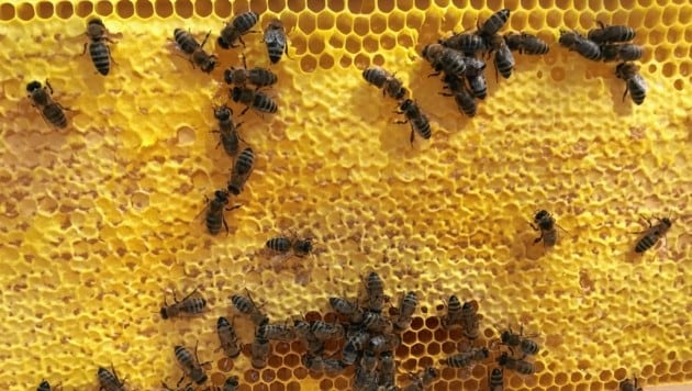 Kärntens Bienen haben fleißig Honig produziert (Bild: Imkerschule Wien)