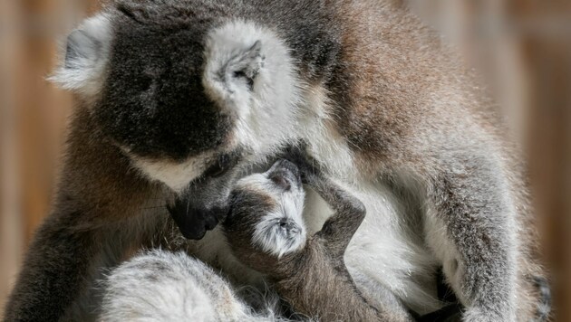 Dicht an Mama gekuschelt verbringt der kleine Lemur die ersten Tage seines Lebens, (Bild: Zoo Schmiding/Peter Sterns)