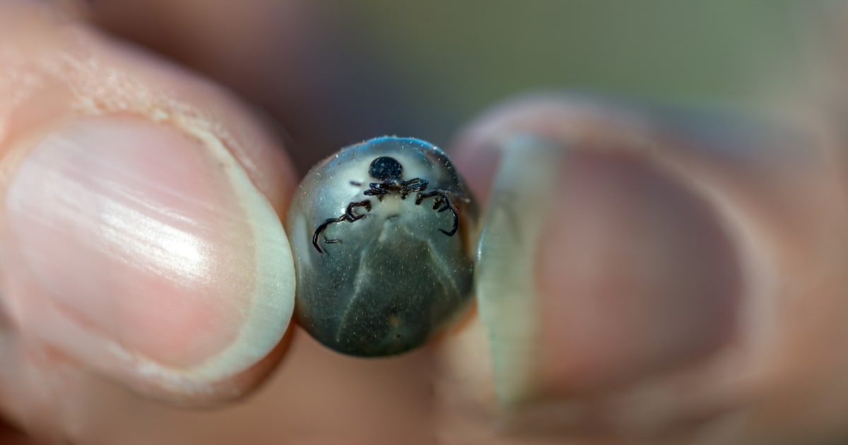 Brings a deadly virus – the giant tick also travels to Austria by car