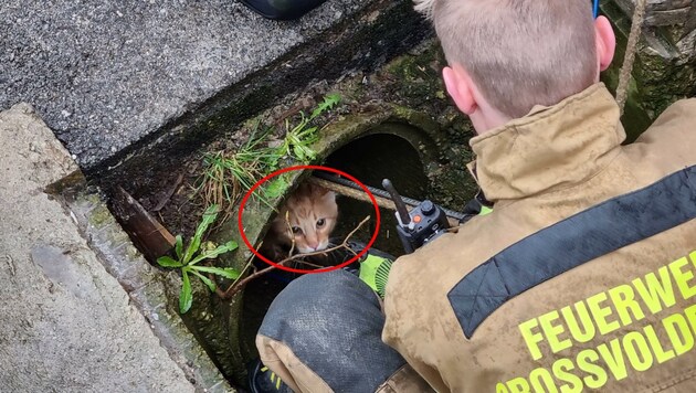 Die kleine „Nala“ wurde von der Feuerwehr gerettet. (Bild: ZOOM.TIROL)