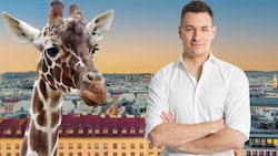 Kommentiert für die „Krone“: Wien-Ressortleiter Michael Pommer - und meldet Giraffen bei der SPÖ an. (Bild: APA, Krone KREATIV)