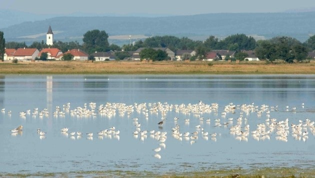 Una imagen de antaño, cuando las colonias de pájaros retozaban a sus anchas en el Seewinkel.  (Imagen: BirdLife/Michael Dvorak)